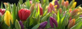 kolorowe_tulipany_wroclaw